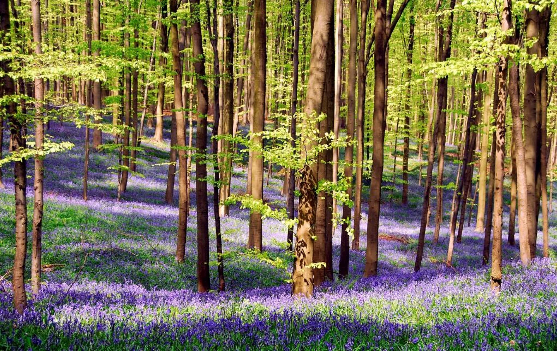 Flowering forest floor and mature trees showing the landscape potential of forest land